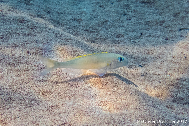 Xenotilapia flavipinnis 'Jakobsen's Beach'